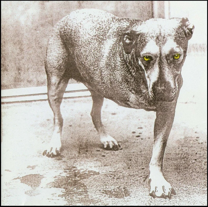 Alice in Chains - Alice in Chains (Self-Titled 3-Legged Dog) (Yellow Color) Vinyl LP