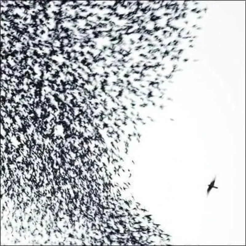 Wilco - Sky Blue Sky (180 Gram Vinyl) (2LP) *